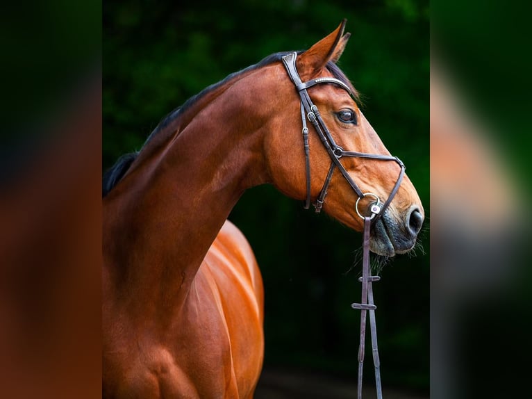 Wuerttemberg Mare 12 years 16,3 hh Brown in Burgthann