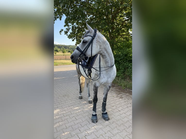 Wuerttemberg Mare 12 years 16,2 hh Grey in Bad Herrenalb