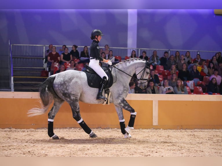 Wuerttemberg Mare 12 years 16,2 hh Grey in Bad Herrenalb