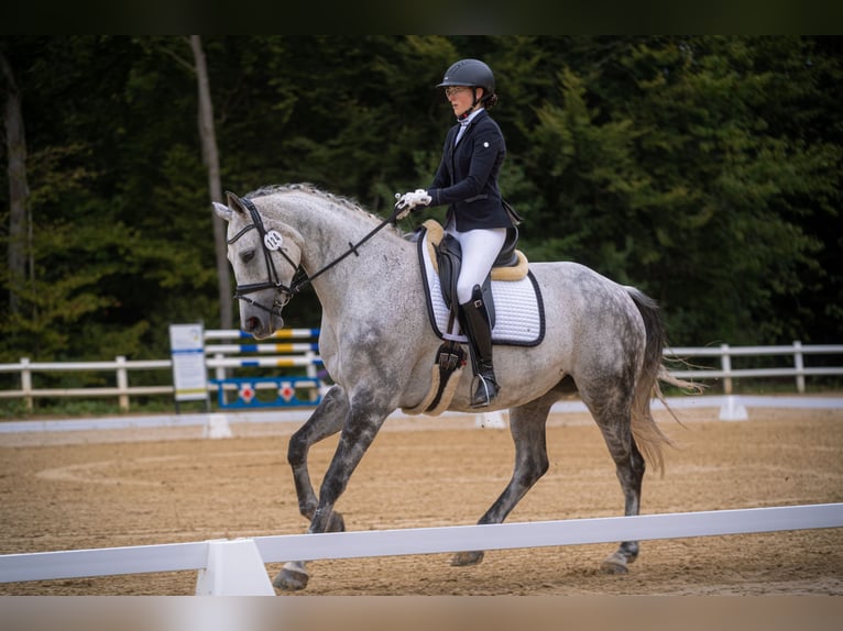 Wuerttemberg Mare 12 years 16,2 hh Grey in Bad Herrenalb