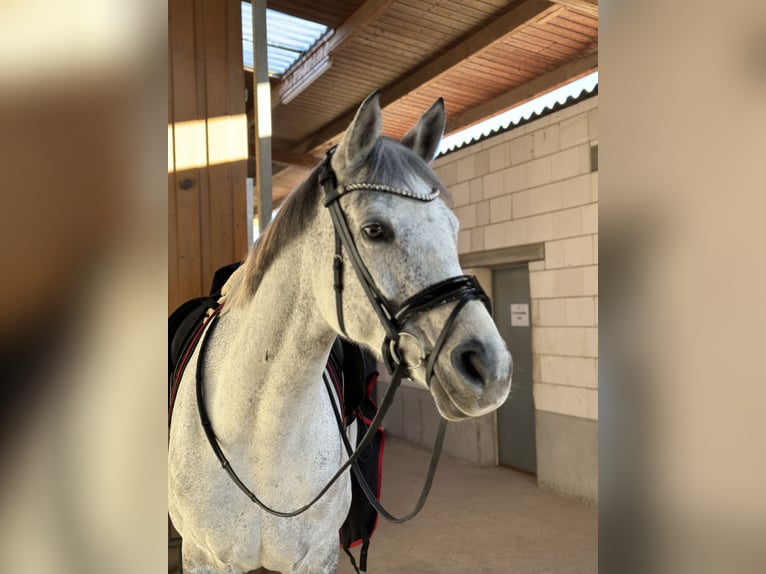 Wuerttemberg Mare 12 years 16,2 hh Grey in Bad Herrenalb