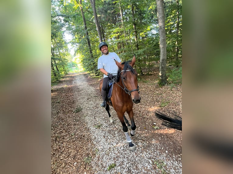 Wuerttemberg Mare 12 years 18 hh Brown in Giengen an der Brenz