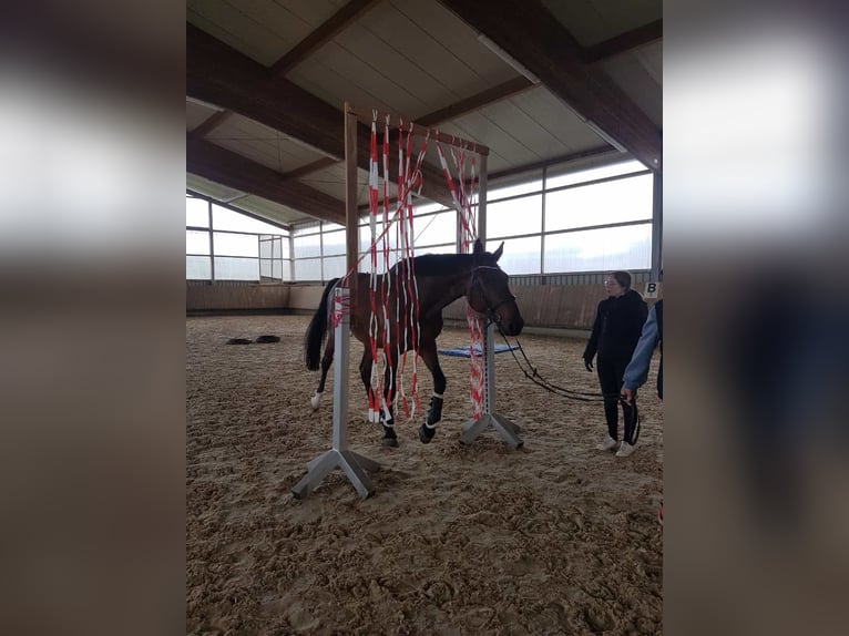 Wuerttemberg Mare 12 years 18 hh Brown in Giengen an der Brenz