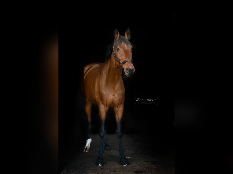 Wuerttemberg Mare 12 years 18 hh Brown in Giengen an der Brenz