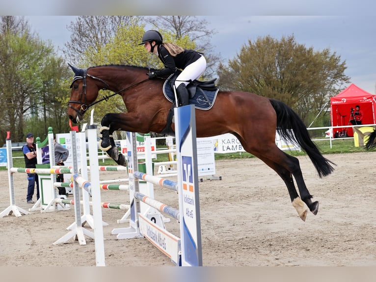 Wuerttemberg Mare 12 years 18 hh Brown in Giengen an der Brenz