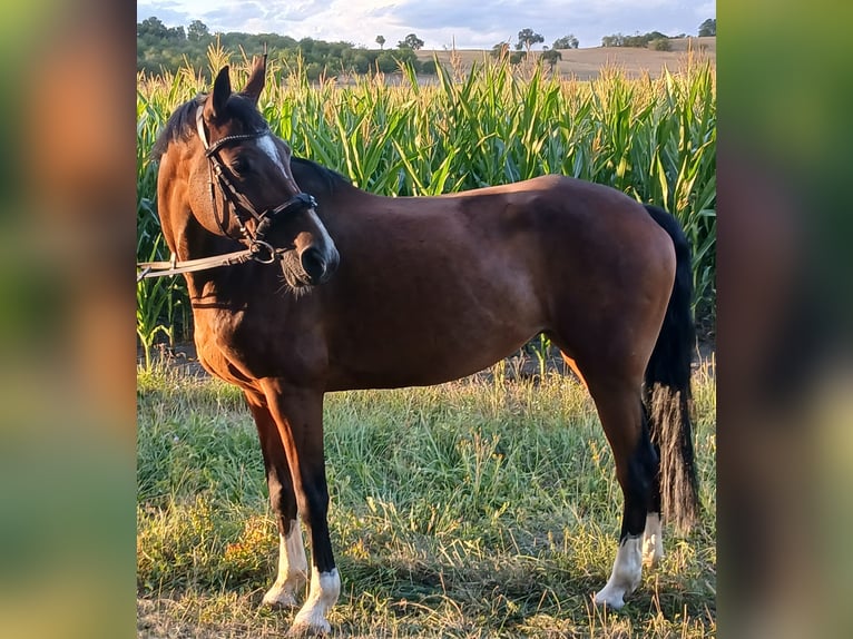 Wuerttemberg Mare 13 years 15.2 hh Brown in Sugenheim
