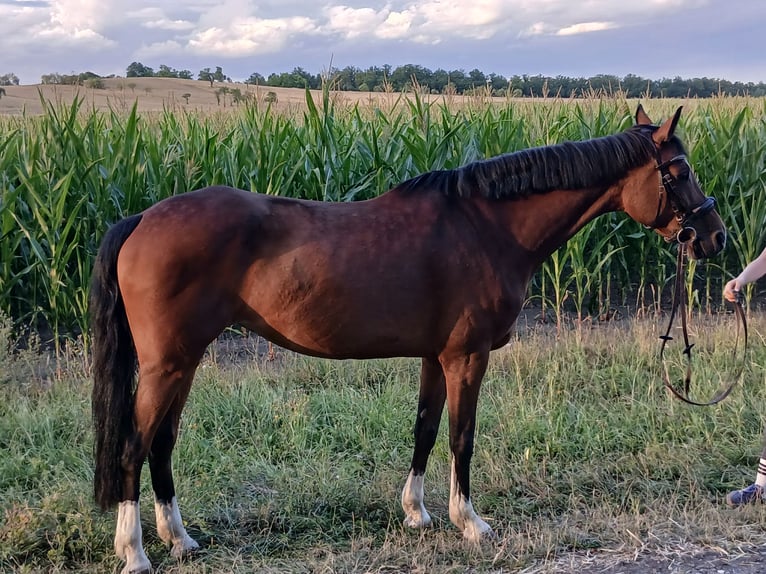 Wuerttemberg Mare 13 years 15.2 hh Brown in Sugenheim