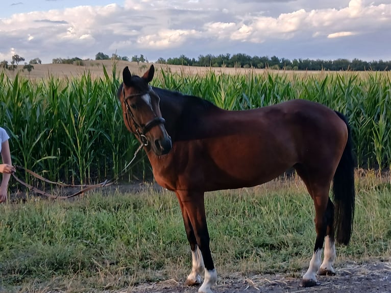 Wuerttemberg Mare 13 years 15.2 hh Brown in Sugenheim