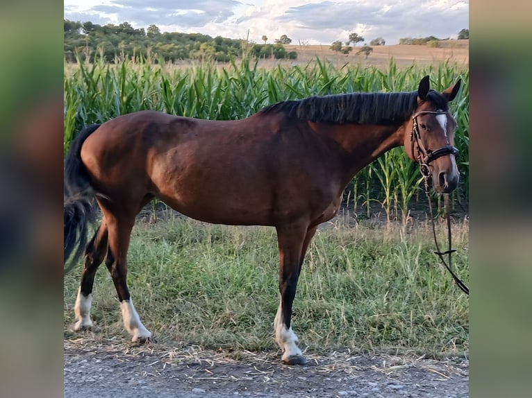 Wuerttemberg Mare 13 years 15.2 hh Brown in Sugenheim