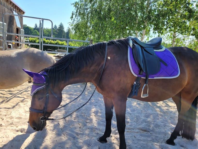 Wuerttemberg Mare 13 years 16,1 hh Brown in Abtsgmünd