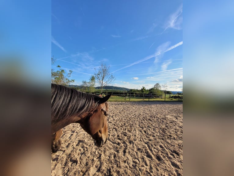 Wuerttemberg Mare 13 years 16,1 hh Brown in Abtsgmünd