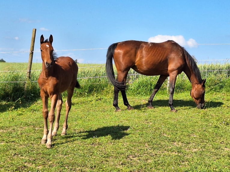 Wuerttemberg Mare 13 years 16,1 hh Brown in Nürtingen