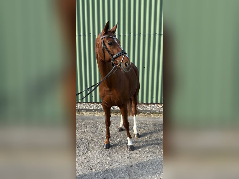 Wuerttemberg Mare 13 years 16,1 hh Chestnut-Red in Niederkassel