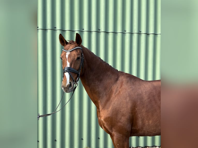 Wuerttemberg Mare 13 years 16,1 hh Chestnut-Red in Niederkassel