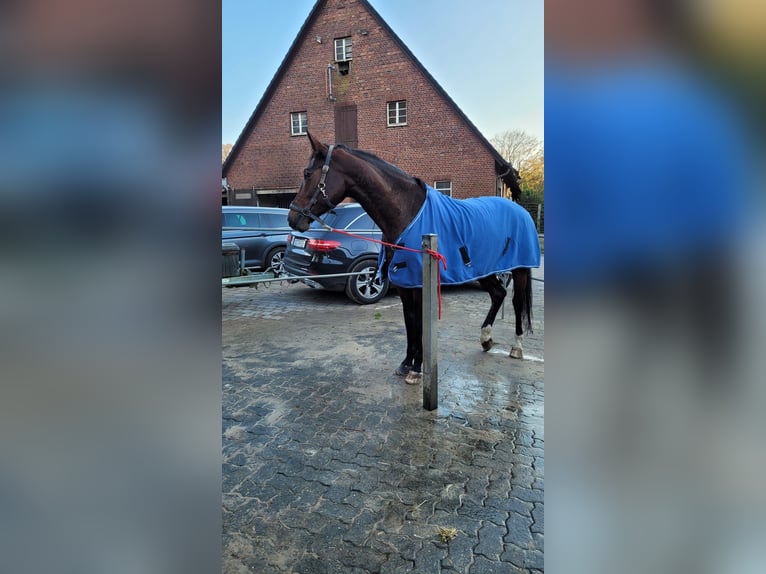 Wuerttemberg Mare 13 years 16,1 hh Smoky-Black in Gelsenkirchen