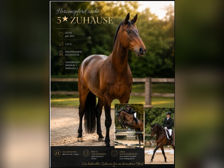 Wuerttemberg Mare 13 years 16 hh Brown in Bad Urach