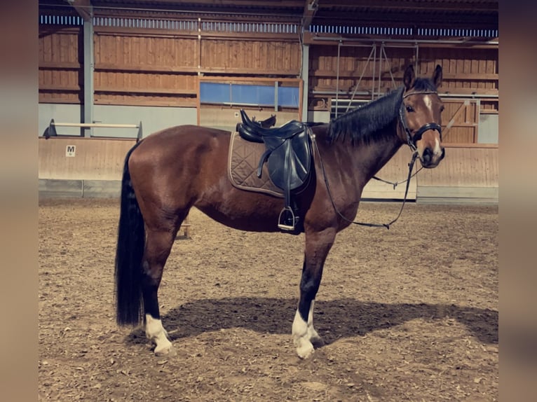 Wuerttemberg Mare 13 years 16 hh Brown in Steißlingen