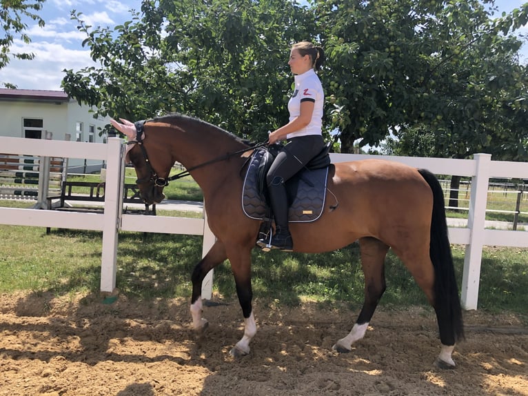 Wuerttemberg Mare 13 years 16 hh Brown in Steißlingen