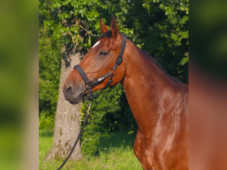 Wuerttemberg Mare 13 years 16,2 hh Brown in Neuhofen an der Ybbs