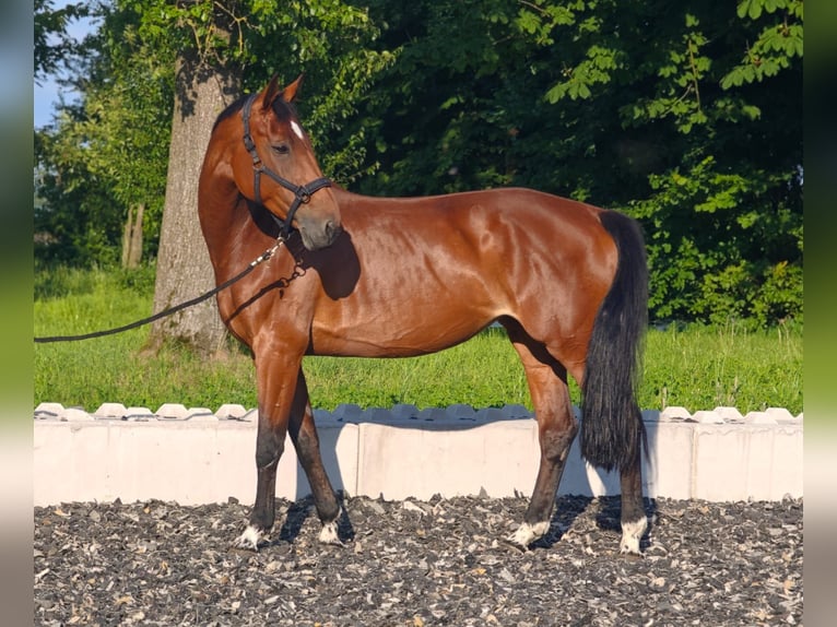 Wuerttemberg Mare 13 years 16,2 hh Brown in Neuhofen an der Ybbs