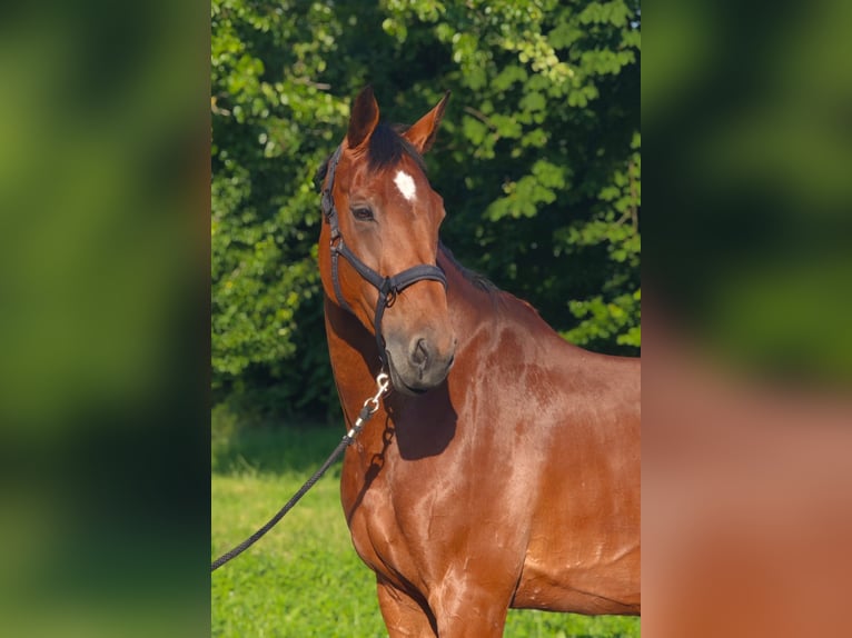 Wuerttemberg Mare 13 years 16,2 hh Brown in Neuhofen an der Ybbs