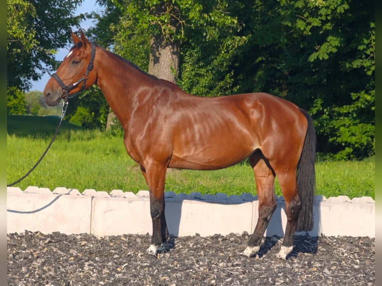 Wuerttemberg Mare 13 years 16,2 hh Brown in Neuhofen an der Ybbs