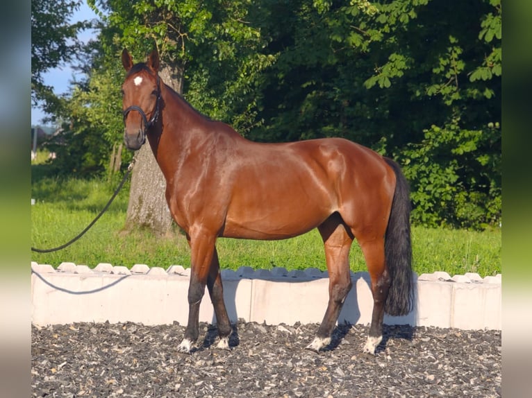 Wuerttemberg Mare 13 years 16,2 hh Brown in Neuhofen an der Ybbs