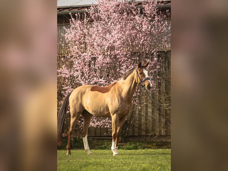 Wuerttemberg Mare 13 years 16,2 hh Chestnut-Red in Schw&#xE4;bisch Hall