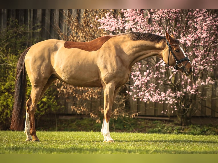 Wuerttemberg Mare 13 years 16,2 hh Chestnut-Red in Schw&#xE4;bisch Hall