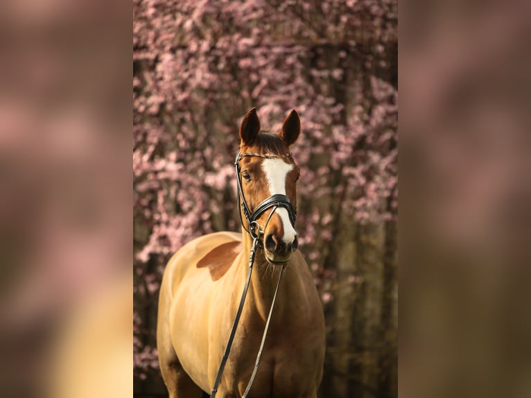 Wuerttemberg Mare 13 years 16,2 hh Chestnut-Red in Schw&#xE4;bisch Hall