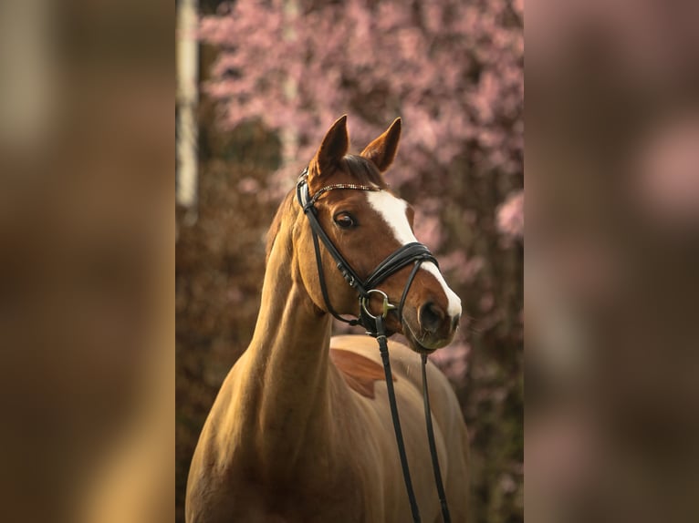Wuerttemberg Mare 13 years 16,2 hh Chestnut-Red in Schw&#xE4;bisch Hall