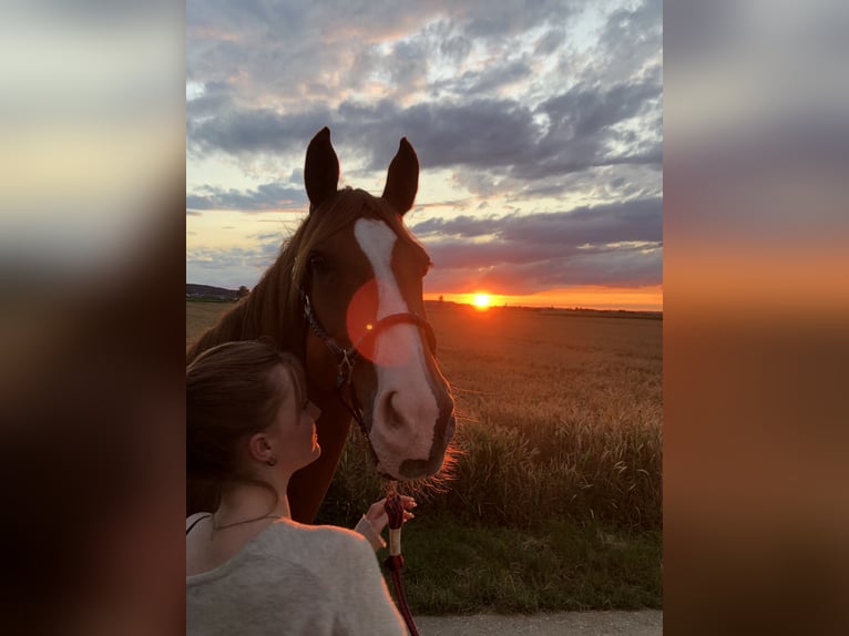 Wuerttemberg Mare 14 years 16 hh Chestnut-Red in Aalen