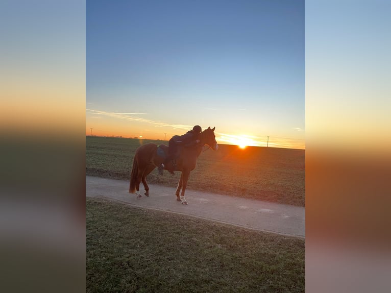 Wuerttemberg Mare 14 years 16 hh Chestnut-Red in Aalen