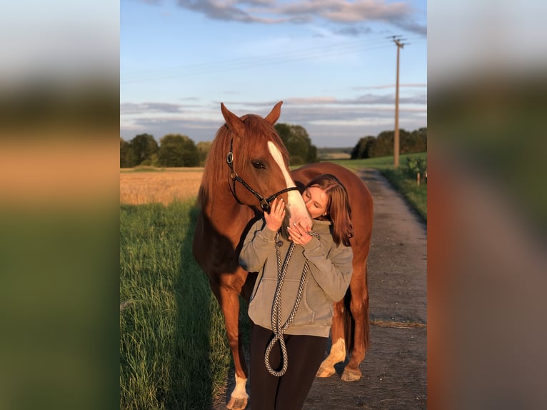 Wuerttemberg Mare 14 years 16 hh Chestnut-Red in Aalen