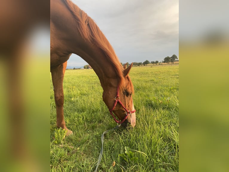 Wuerttemberg Mare 14 years 16 hh Chestnut-Red in Aalen
