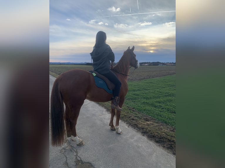 Wuerttemberg Mare 14 years 16 hh Chestnut-Red in Aalen