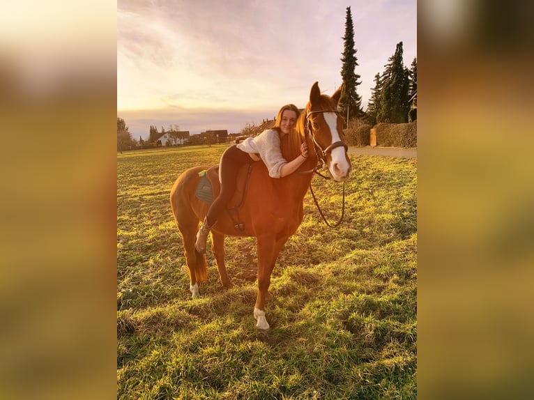 Wuerttemberg Mare 14 years 16 hh Chestnut-Red in Aalen