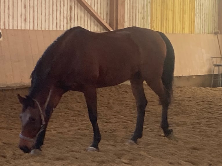 Wuerttemberg Mare 14 years 16 hh in Aitrach