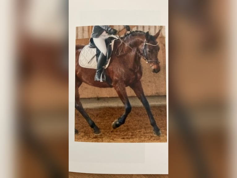 Wuerttemberg Mare 14 years 16 hh in Aitrach