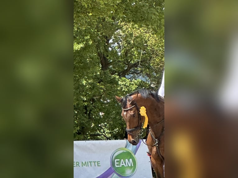 Wuerttemberg Mare 14 years 16 hh in Fulda