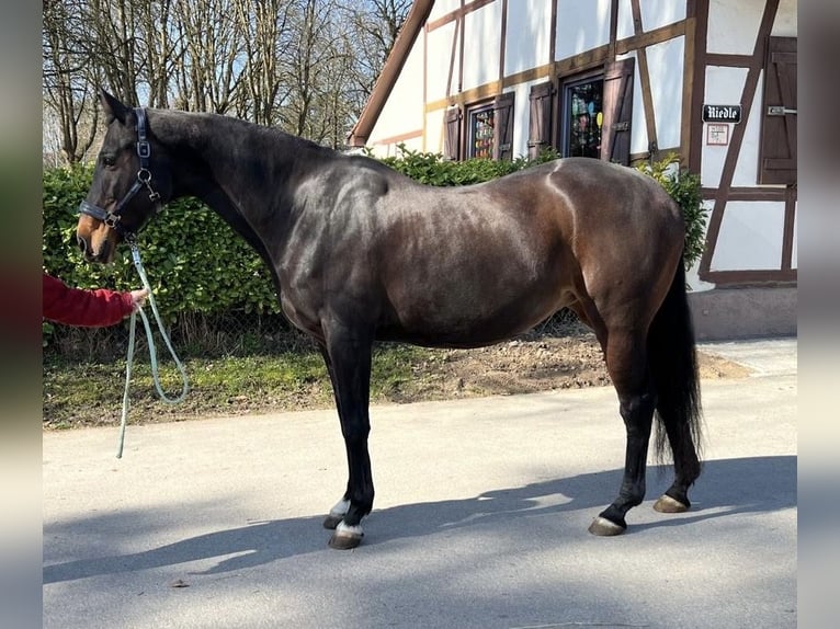 Wuerttemberg Mare 14 years 16,1 hh Brown in LudwigsburgLudwigsburg