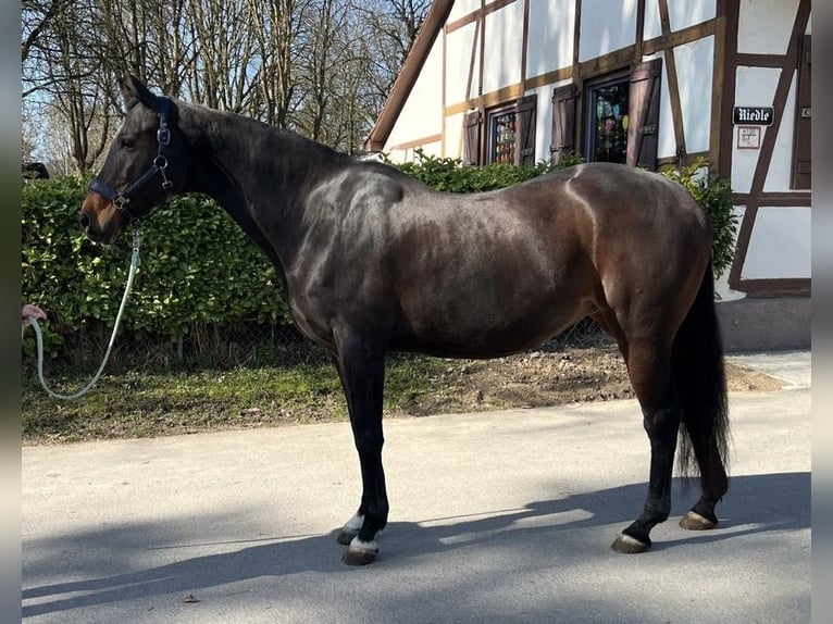 Wuerttemberg Mare 14 years 16,1 hh Brown in LudwigsburgLudwigsburg