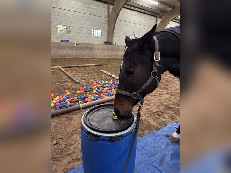 Wuerttemberg Mare 14 years 16,1 hh Brown in LudwigsburgLudwigsburg