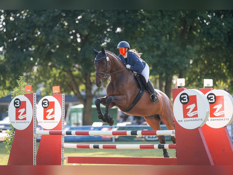 Wuerttemberg Mare 14 years 17 hh Brown in Kirchberg an der Murr