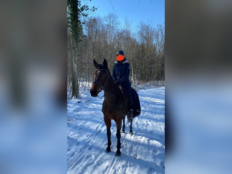 Wuerttemberg Mare 14 years 17 hh Brown in Kirchberg an der Murr