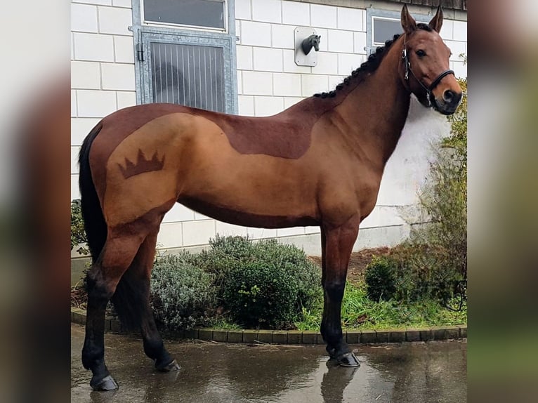 Wuerttemberg Mare 15 years 15,2 hh Brown in Leonberg