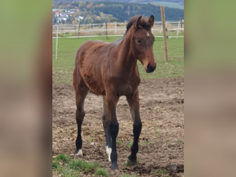 Wuerttemberg Mare 15 years 15.3 hh Brown in Hessisch Lichtenau
