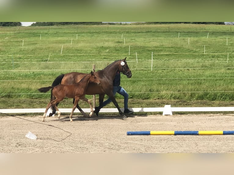 Wuerttemberg Mare 15 years 15.3 hh Brown in Hessisch Lichtenau