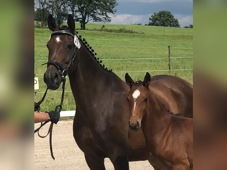 Wuerttemberg Mare 15 years 15.3 hh Brown in Hessisch Lichtenau