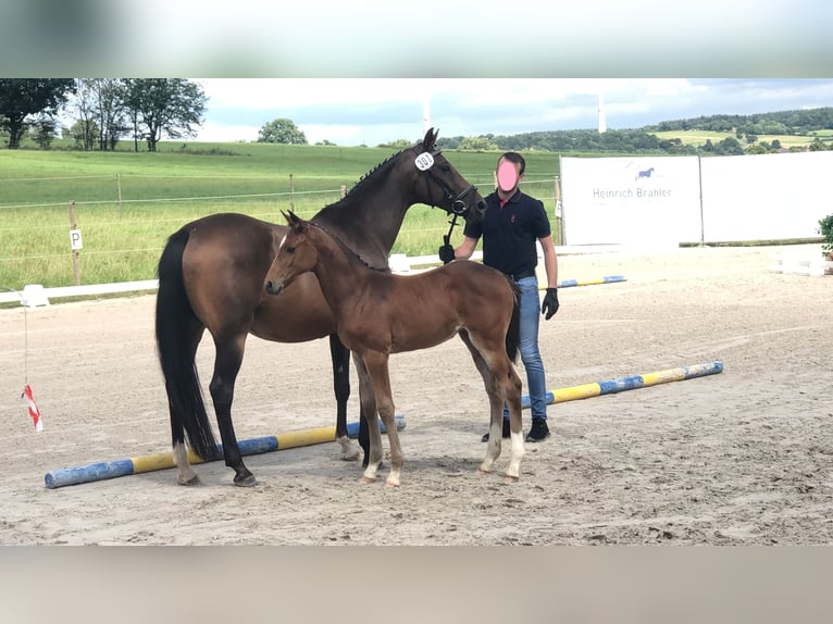 Wuerttemberg Mare 15 years 15.3 hh Brown in Hessisch Lichtenau